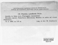 Puccinia cynodontis image